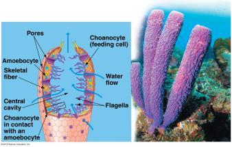 Phylum Porifera p.341 E.g. sponges. ~ 9000 species Sponges are asymmetrical.