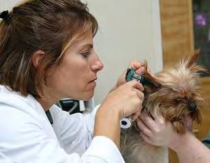 STEP 1: Comprehensive Overview Otitis Externa Louis N. Gotthelf, DVM Animal Hospital of Montgomery & Montgomery Pet Skin & Ear Clinic Montgomery, Alabama Ear problems affect more than 20% of dogs.