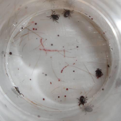 3.6 Feeding 5 larvae, male adults & nymphs Adults Ten Ixodes ricinus male adult ticks were used for the in vitro feeding 5. One unit with a membrane thickness of 70 µm filled with 10 males was used.