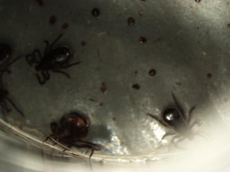 3.7 Feeding 6 male adults & nymphs Adults Twenty Ixodes ricinus male adult ticks were used for the in vitro feeding 6. Two units with a membrane thickness of 100 µm filled with 10 males were used.