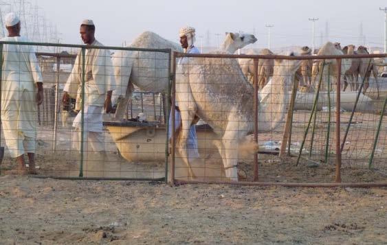 1 2005 camel population = 272,700 @25% prevalence, 68,175 infected Photo: EcoHealth Alliance copyright 2014 2005 male