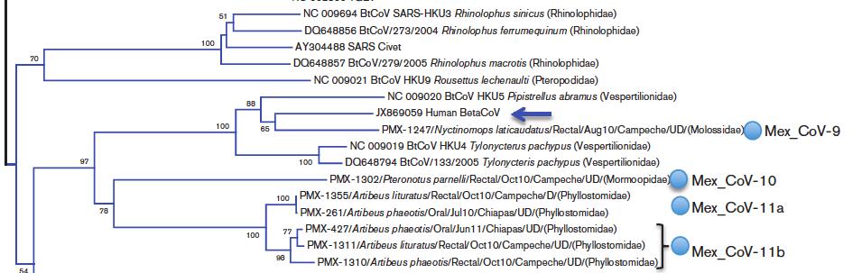 Novel MERS-like CoV from bats in Mexico
