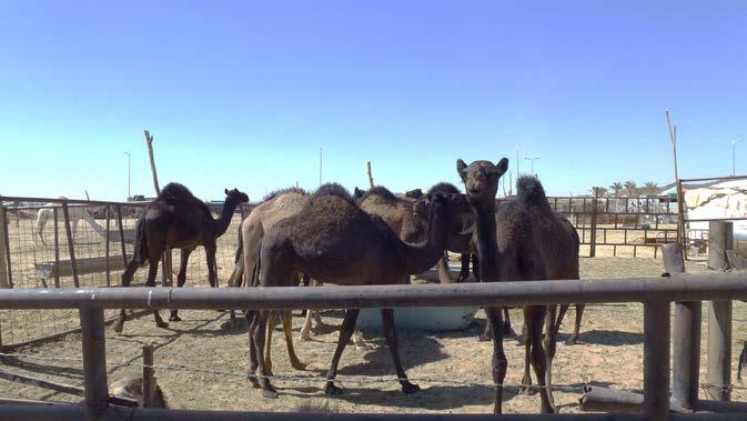 Evidence for MERS CoV in camels Oman: 100% (n=50) Spain: 14% (n=105) seropos. (2013), no sheep or goats pos. 1 Qatar: 21% (n=14) camels PCR positive on farm with human case.