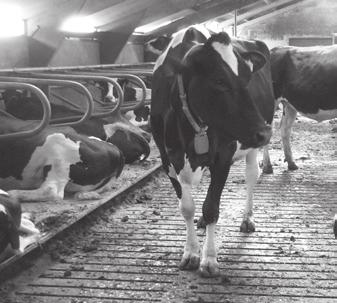 Claw Health in Dairy Cows in the Netherlands Chapter 2 Intra-class correlation attributable to claw-trimmers scoring common hind claw disorders in Dutch dairy herds M. Holzhauer 1, C.J.M. Bartels 2, B.