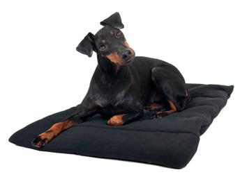 active in sport Approximately 2 cm thick 50 x 68 cm Black 3011 Dog Travel Mattress Perfect to use in the car or at home Ideal