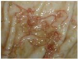 Gastrointestinal Parasites Haemonchus contortus or barber pole worm is the most pathogenic, and thrives in warm, humid climates.