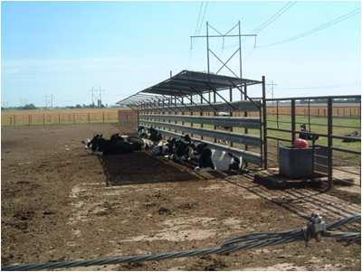 Facility Requirements for Calves & Heifers to Thrive Plenty of fresh, dry air Draft protection