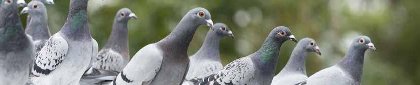 Vision QUALITY IS THE MAGIC WORD FOR ALL BEYERS MIXTURES The selection of top quality grains, a fourfold cleaning process and well balanced compositions all ensure your pigeons will never go short of