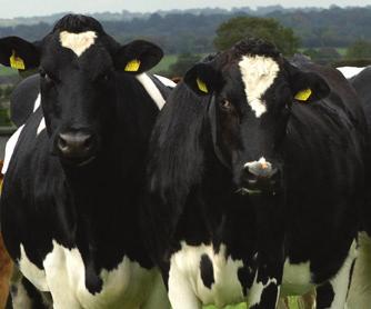 Milk Suppliers Association (ICMSA) Irish Farmers Association (IFA) Irish Holstein Friesian Association