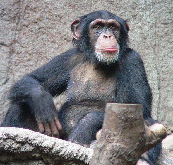 #11 Chimpanzee Pan troglodytes Chimpanzees are one of the Great Ape species and, together with bonobos, are the closest living relatives to humans.