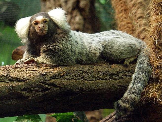 #12 Common Marmoset Callithrix jacchus The common marmoset is a New World primate that lives in various types of forests on the Northeastern coast of Brazil.