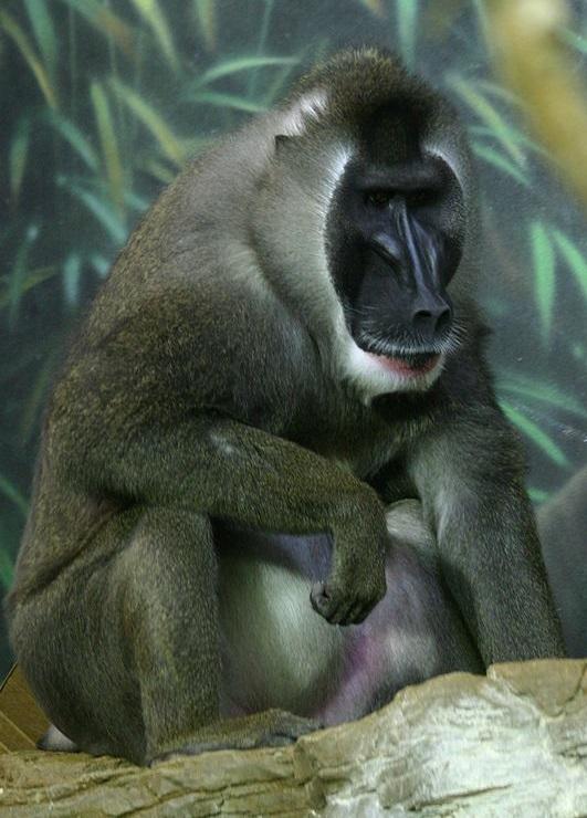 #14 Drill Mandrillus leucophaeus The drill is an Old World primate that is closely related to baboons and mandrills.