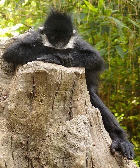 #15 Francois' leaf monkey Trachypithecus francoisi The François' langur, also known as Francois' leaf monkey, is an Old World primate that lives in limestone cliffs and caves in tropical and