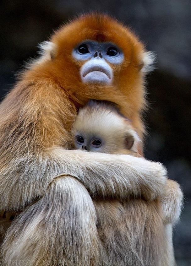 #16 Golden Snub-Nosed Monkey Rhinopithecus roxellana The golden snub-nosed monkey is an Old World primate that lives in a small area in temperate, mountainous forests of central and Southwest China.