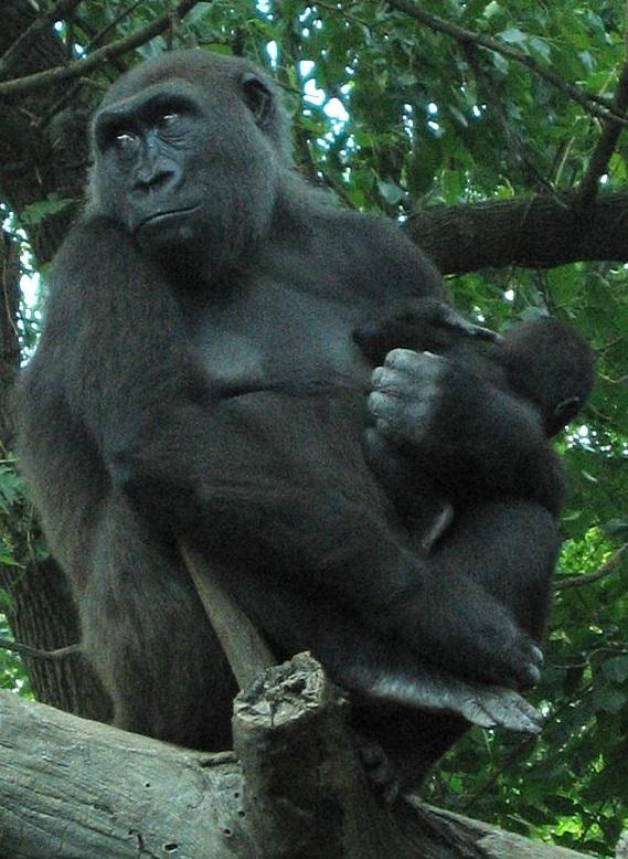 #17 Western Gorilla Gorilla gorilla The western gorilla (Gorilla gorilla) is a Great Ape closely related to the eastern gorilla (Gorilla beringei).