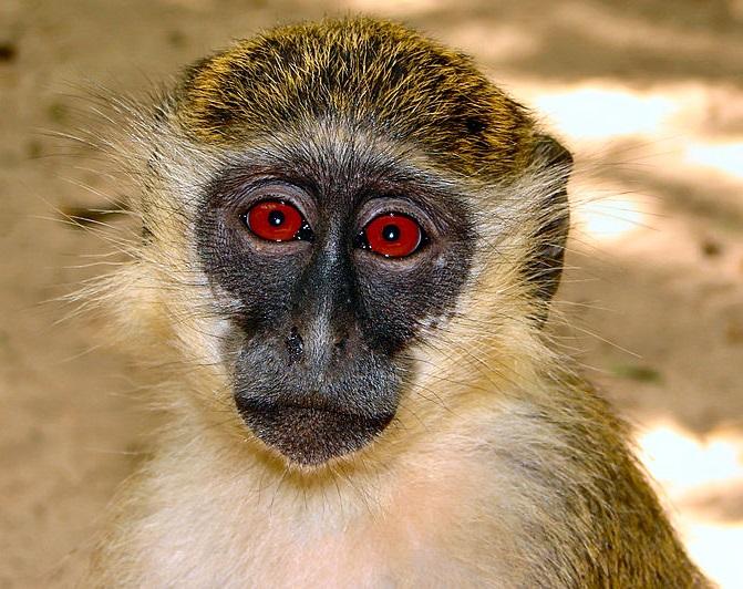 Green monkeys are known to communicate both verbally and non-verbally, with distinct calls to warn of danger (including specific calls for specific predators) and they use facial expressions to