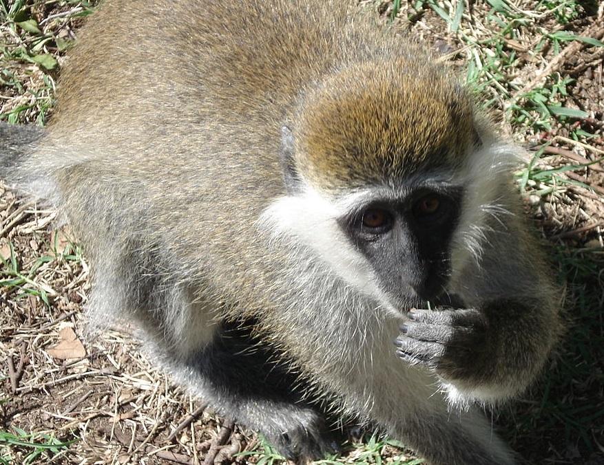 #19 Grivet Chlorocebus aethiops The grivet, also known as the African green monkey or savannah monkey, is an Old World primate that lives primarily in savannah woodlands in Ethiopia, Sudan, Djibouti