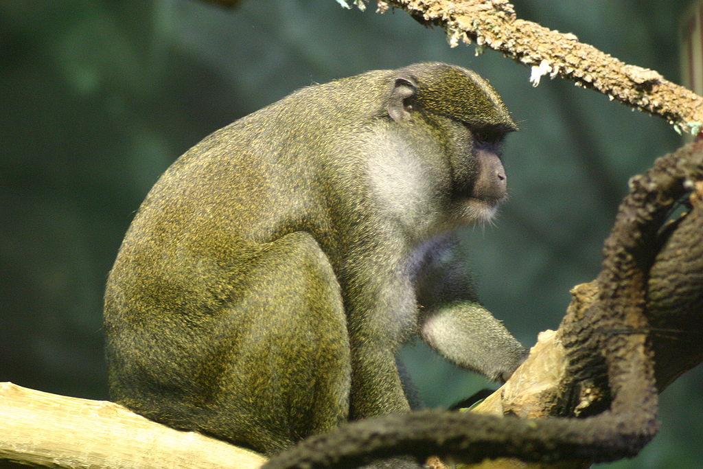 #2 Allen's Swamp Monkey Allenopithecus nigroviridis The Allen's swamp monkey is an Old World primate that lives in swampy areas of central Africa.