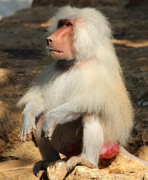 #20 Hamadryas Baboon Papio hamadryas The hamadryas baboon is an Old World primate that is lives in semi-desert areas, savannas, and rocky areas from the Red Sea in Eritrea to Ethiopia, Djibouti and