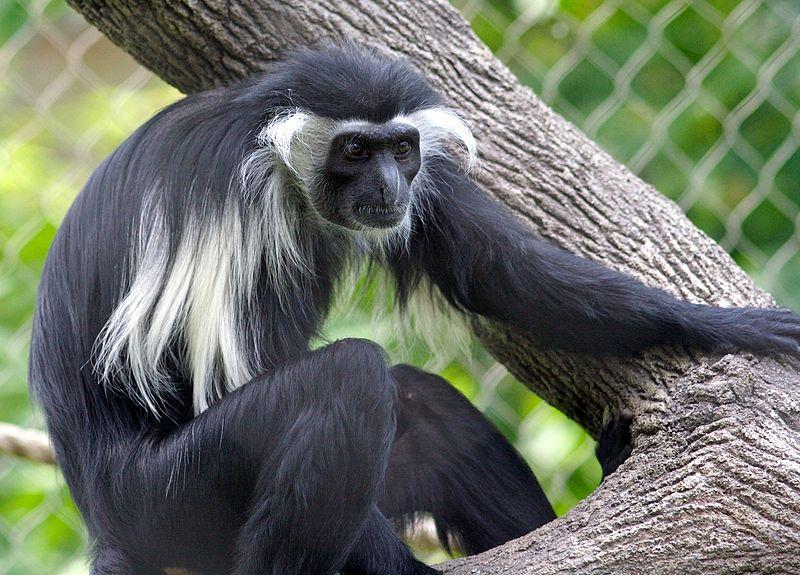 #3 Angola Colobus Colobus angolensis The Angola colobus is an Old World primate that lives in rainforests along the Congo River in Burundi, Uganda, and parts of Kenya and Tanzania.