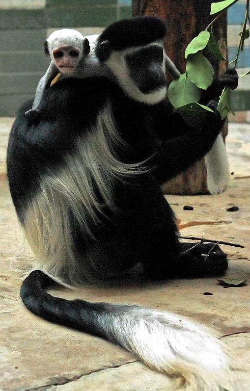 #5 Black-and-White Colobus Colobus guereza The black and white colobus (also called the mantled because of their long white back fir fringe) is an Old World primate that lives in