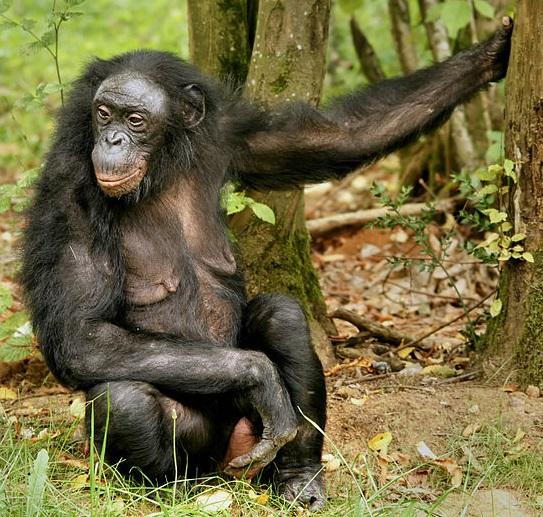 #7 Bonobo Pan paniscus Bonobos are Great Apes and, together with chimpanzees, are the closest living relatives to humans.