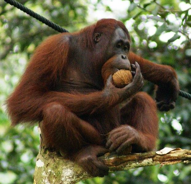 #8 Bornean Orangutan Pongo pygmaeus The Bornean orangutan is a species of orangutan native to the island of Borneo.