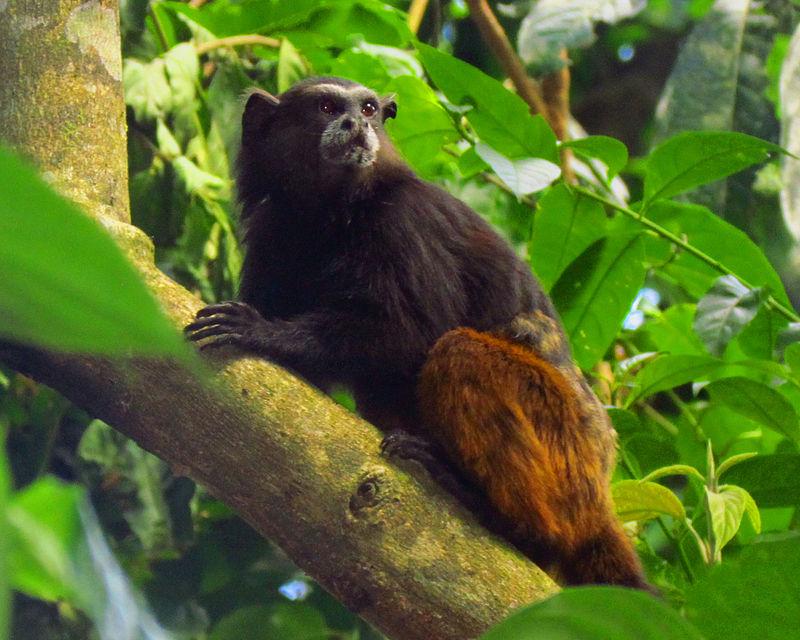 #9 Brown-Mantled Tamarin Saguinus fuscicollis The brown-mantled tamarin, also called the saddleback tamarin, is a New World primate that lives in tropical rainforests in Bolivia, Brazil, Colombia,