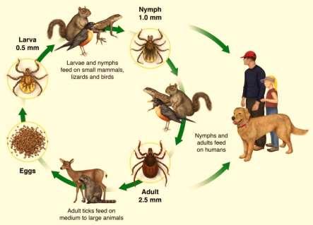 Tick basics A tick is related to a spider It must obtain blood from an animal host in order to live, develop, and reproduce Once contacting a host, it