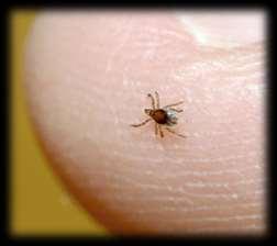 Prompt removal of ticks is preventative for Lyme disease as studies