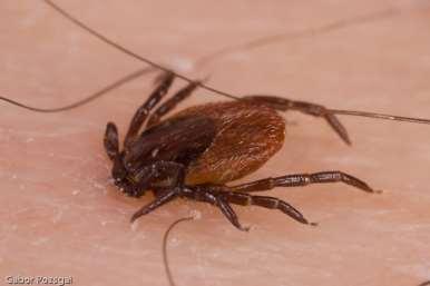 History of Lyme 1909 Swedish dermatologist Arvid Afzelius described an expanding,