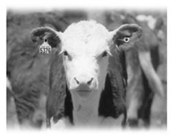 brands and breed registry ID as official for cattle and bison When