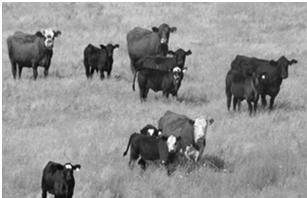 , Cattle Moving to an Approved Tagging Site Administration of ICVI Prescribed through 86.