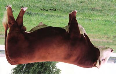 18 +417 +479 +101 Owned with Tondara Hereford Stud, Urana, New South Wales.