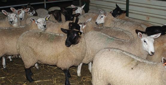 Quarantine Reduce disease challenge When purchasing ewes, rams or replacements, ensure their health status is known.