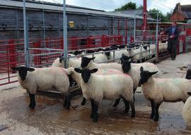 Upgrade and clean up permanent handling areas and tracks, or consider mobile handling systems. ACTION Think carefully every time sheep are handled or moved. Does handling make the problem worse?