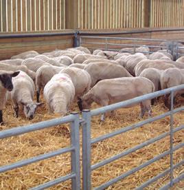separate treated lame sheep Place water troughs in well-drained areas and avoid spillage Move feed troughs, creep feeders and forage racks regularly to avoid poaching and faecal contamination Avoid