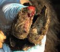 NO Is it toe granuloma? NO Red/pink area between toes with white/grey pasty scum. Pus, foul smell and separation of hoof horn.