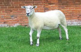 Counting the cost of lameness Each year, footrot losses alone equate to 10 for every ewe in Britain.