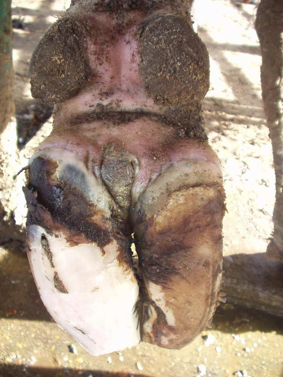 Fig. (2): Prevalence of aggregated hoof lesions in primiparous and multiparous cows. 30.00% 26.98% 25.