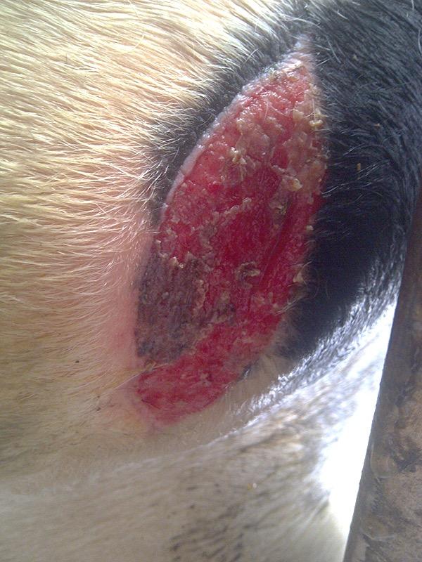 Infected abscess "We had a cow with an abscess that she'd had for two years and which we'd been unsuccessful clearing up.
