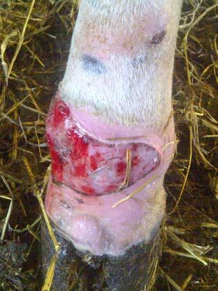 Ulcers "We had a cow with a leg ulcer and the vets gave her a 10% chance of survival.