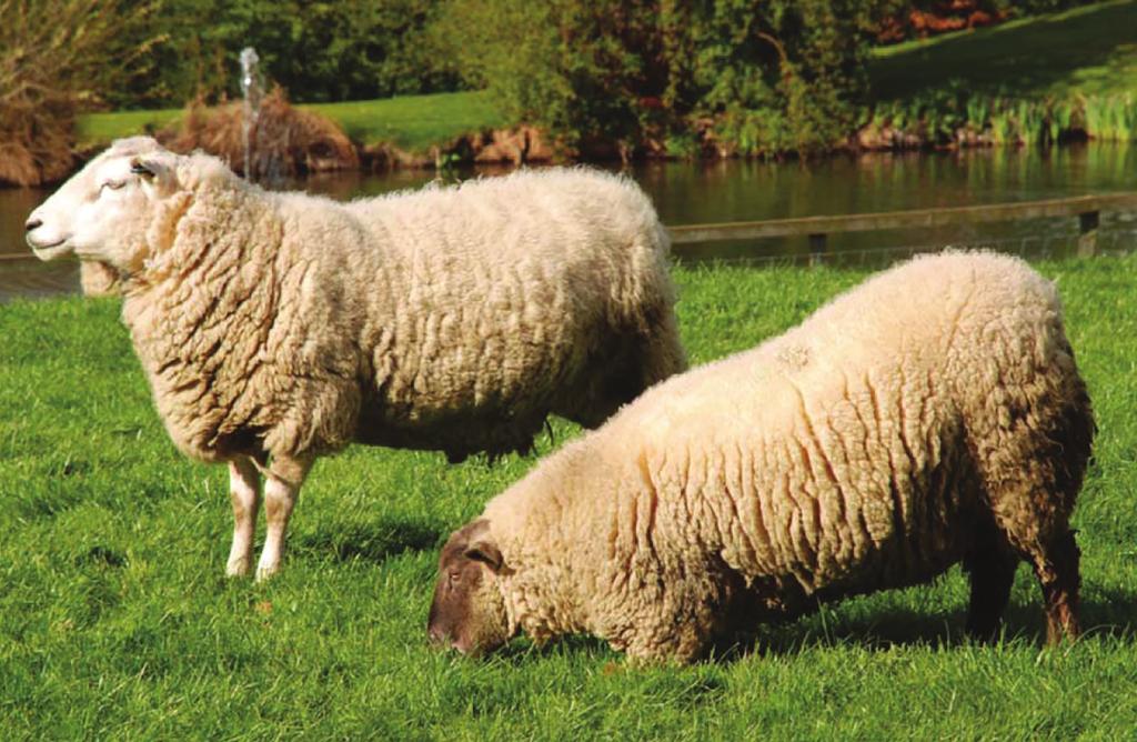 sheep and remains infectious for a maximum of 10 days on contaminated pasture 2.This means the feet of infected sheep are the main source of infection.