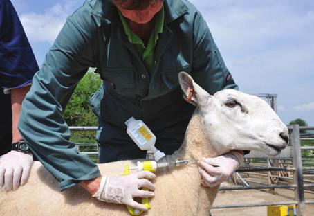 Five Point Plan is a long-term management programme designed to reduce lameness in your flock.