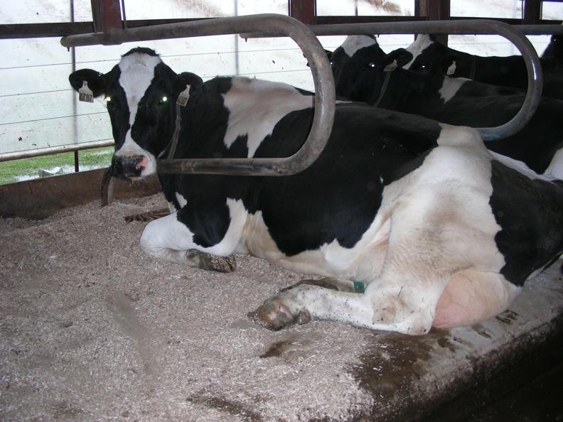 Mattress Herds Sand Herds Sand Benefit $/100 Cows RHA Milk