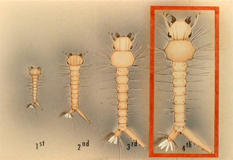 Mosquito Life Cycle Larva During growth, the larva molts (sheds its skin) four times.