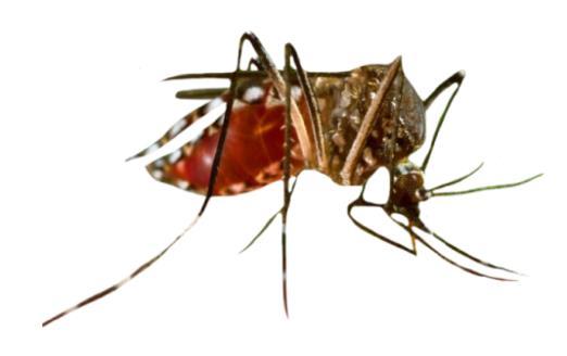 Mosquito Life Cycle Image: CDC, USA Adult Female Only female mosquitoes bite, seeking blood from humans and other animals. Blood provides pre-natal supplements needed for egg development.