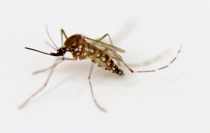 Aedes Aedes aegypti and Aedes albopictus are container breeding mosquitoes.