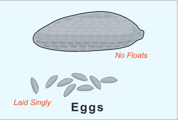 The females lay the eggs along the edge, just above the water level. When the water level rises, it moistens the eggs and they then begin to develop.