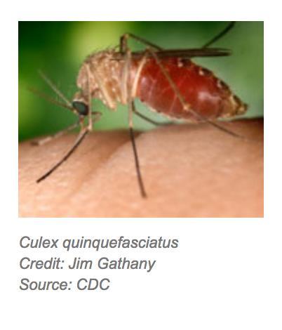 Culex Culex mosquitoes breed in stagnant water found in: Sewage systems Drainage systems